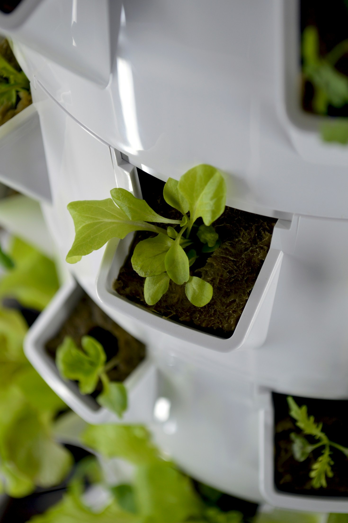 Sustainable Hydroponic Farming with cocoX Products