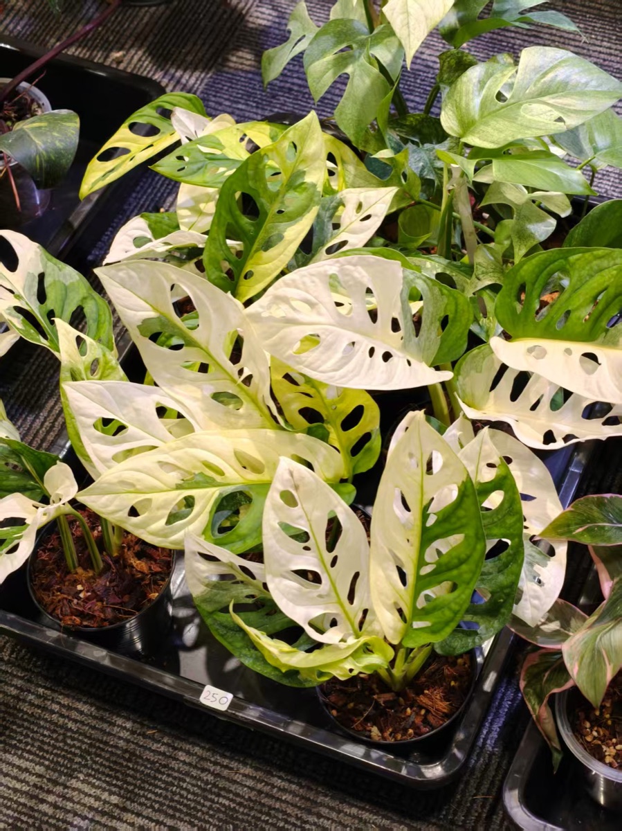 CocoX at the Bangkok Tropical Plant Expo: Sharing Better Cocopeat with Growers
