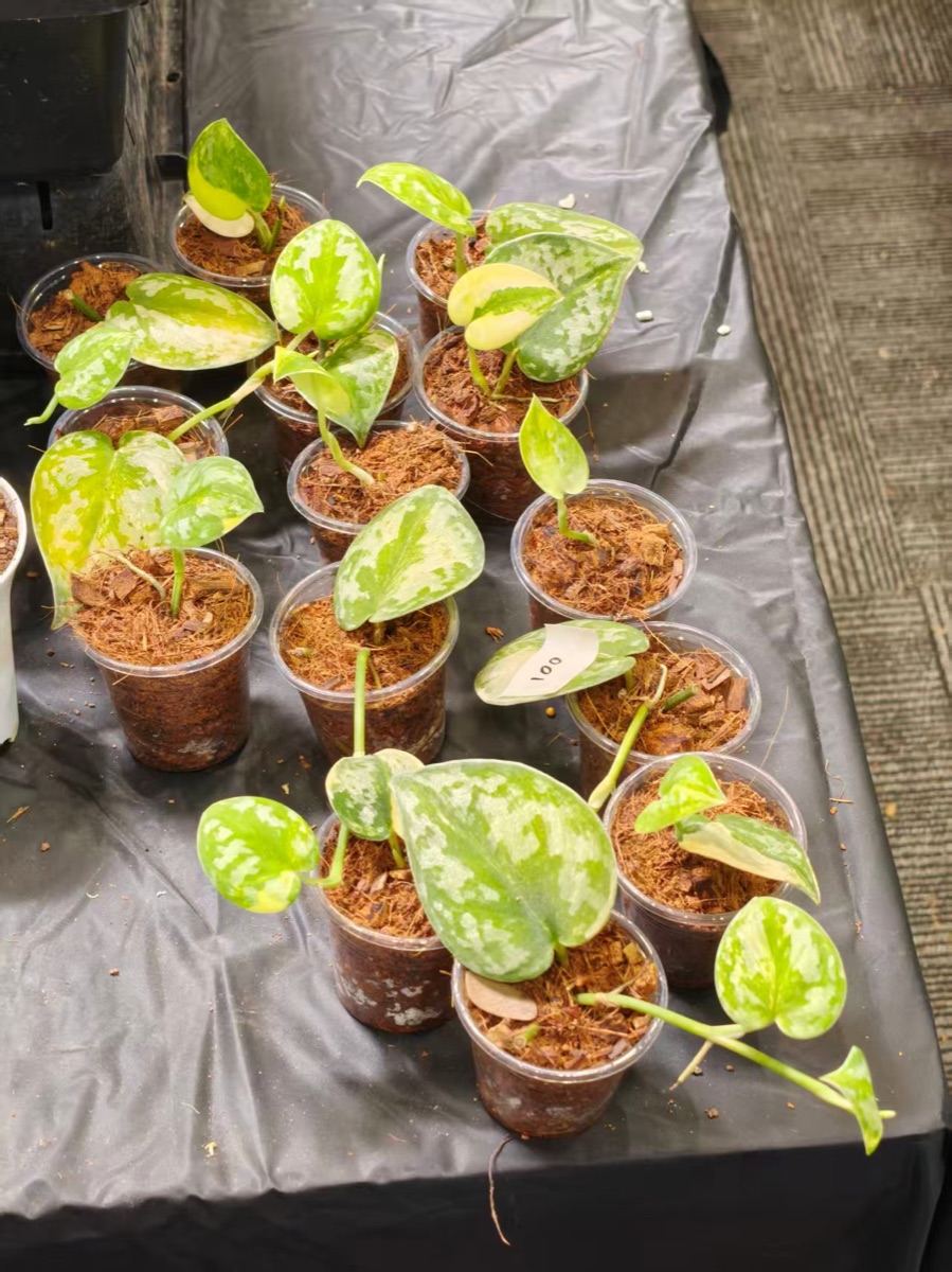 CocoX cocopeat display at a Bangkok plant exhibition