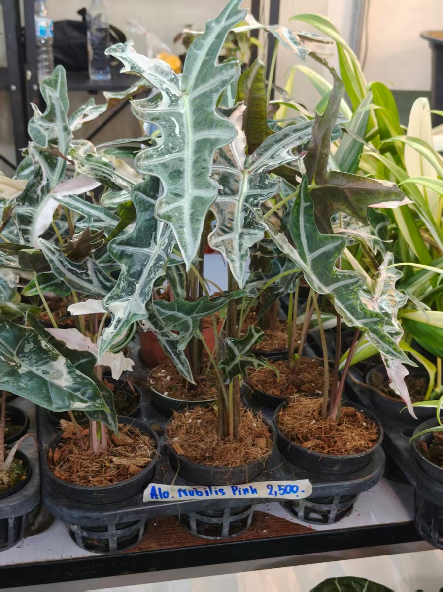 CocoX participating in the Bangkok Tropical Plant Expo